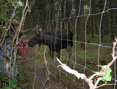 spływy kajakowe  - krutynia-1-10-08-2005