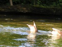 spływy kajakowe  - krutynia-1-10-08-2005