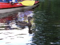 spływy kajakowe  - krutynia-1-10-08-2005