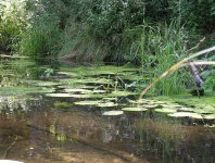 spływy kajakowe  - krutynia-1-10-08-2005