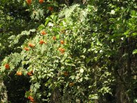 spływy kajakowe  - krutynia-1-10-08-2005