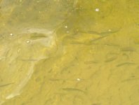 spływy kajakowe  - krutynia-1-10-08-2005