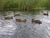 spływy kajakowe  - krutynia-1-10-08-2005