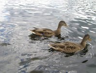 spływy kajakowe  - krutynia-1-10-08-2005