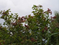 spływy kajakowe  - krutynia-1-10-08-2005