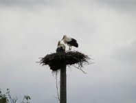 spływy kajakowe  - krutynia-1-10-08-2005