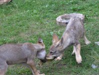 spływy kajakowe  - krutynia-1-10-08-2005