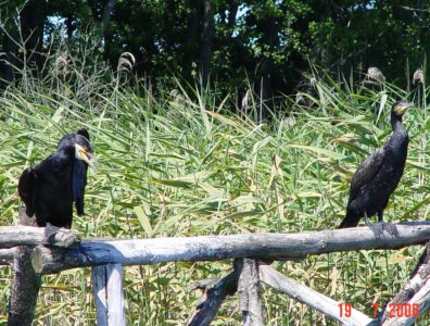 spływy kajakowe  - krutynia-17-07-26-07-2006-najbardziej-rozrywkowy-splyw-w-historii-firmy