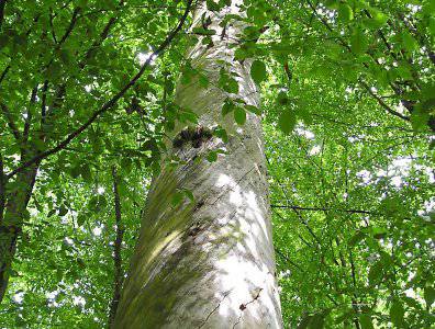 spływy kajakowe  - krutynia-20-07-27-07-2008