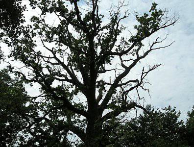 spływy kajakowe  - krutynia-20-07-27-07-2008