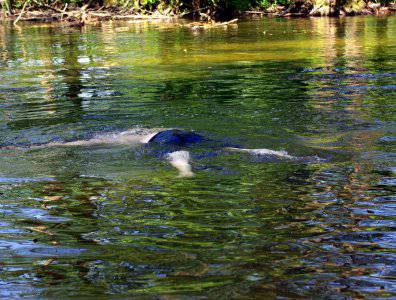 spływy kajakowe  - krutynia-18-25-08-2008