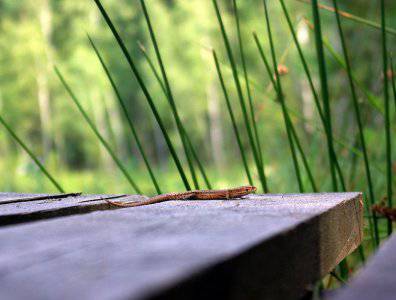 spływy kajakowe  - krutynia-18-25-08-2008