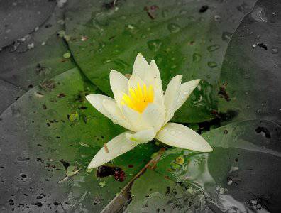 spływy kajakowe  - krutynia-18-25-08-2008