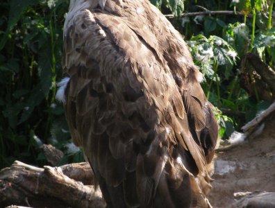 spływy kajakowe  - krutynia-27-07-03-08-2008