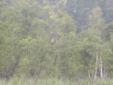 spływy kajakowe  - krutynia-27-07-03-08-2008