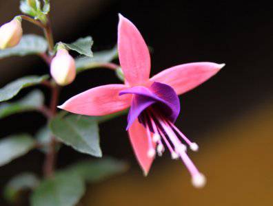 spływy kajakowe  - krutynia-5-12-07-2009