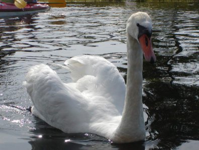 spływy kajakowe  - krutynia-5-12-07-2009