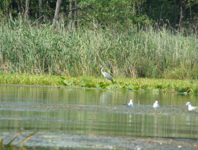 spływy kajakowe  - krutynia-16-23-08-2010