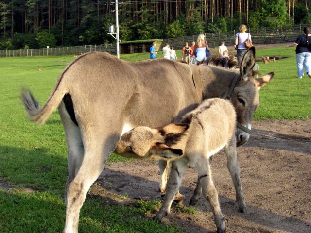 Brak tytułu