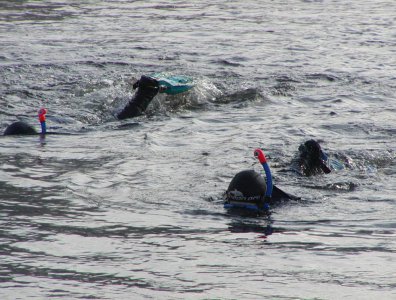 spływy kajakowe  - splywy-twardzieli-krutynia