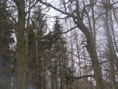 spływy kajakowe  - marcin-i-olaf-3-dniowy-zimowy-splyw-krutynia-z-noclegami-pod-namiotem-31-01-2007-03-02-20007