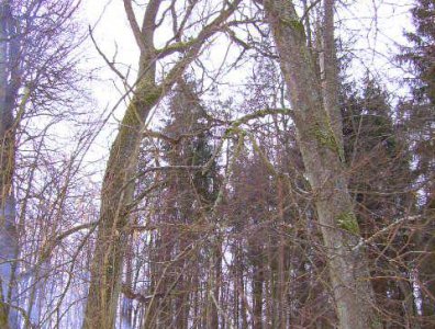 spływy kajakowe  - marcin-i-olaf-3-dniowy-zimowy-splyw-krutynia-z-noclegami-pod-namiotem-31-01-2007-03-02-20007