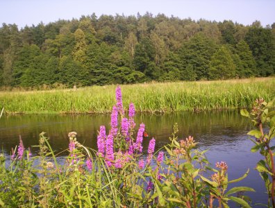 spływy kajakowe  - wda-22-07-29-07-2007