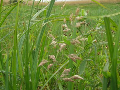 spływy kajakowe  - wda-22-07-29-07-2007