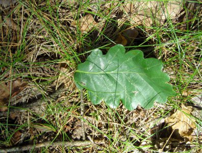 spływy kajakowe  - wda-22-07-29-07-2007