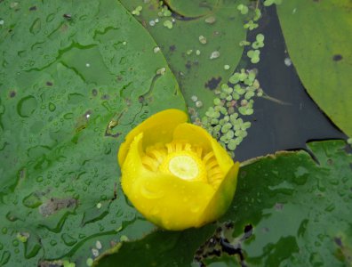 spływy kajakowe  - wda-22-07-29-07-2007