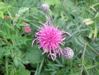 spływy kajakowe  - wda-22-07-29-07-2007