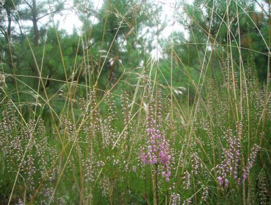 spływy kajakowe  - wda-22-07-29-07-2007
